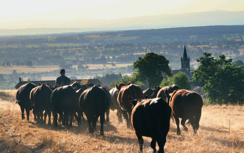 Images Corporate AGRO - coeur-village-agro-service-2000 Proximité villages